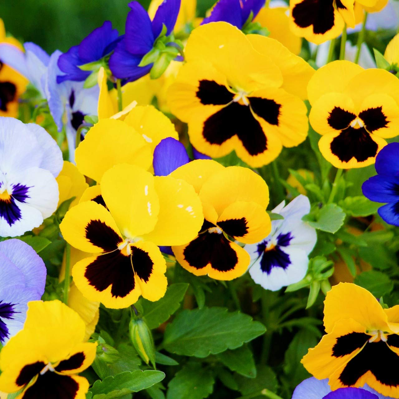 Pansy Giant Ruby Seeds for Planting Garden Borders Cool Season Blooms