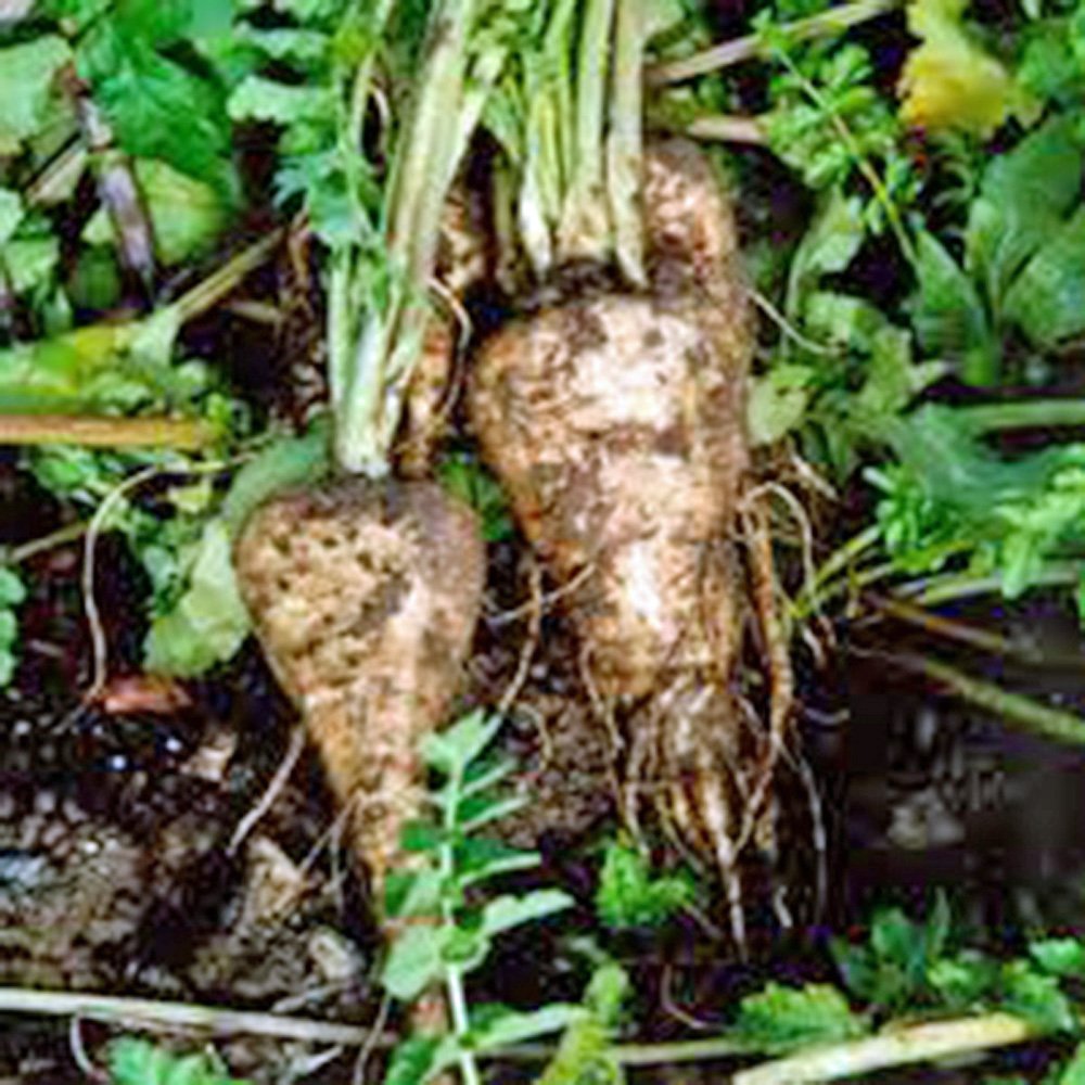 Parsnip Harris Model Seeds for Planting Nutritious Root Vegetables