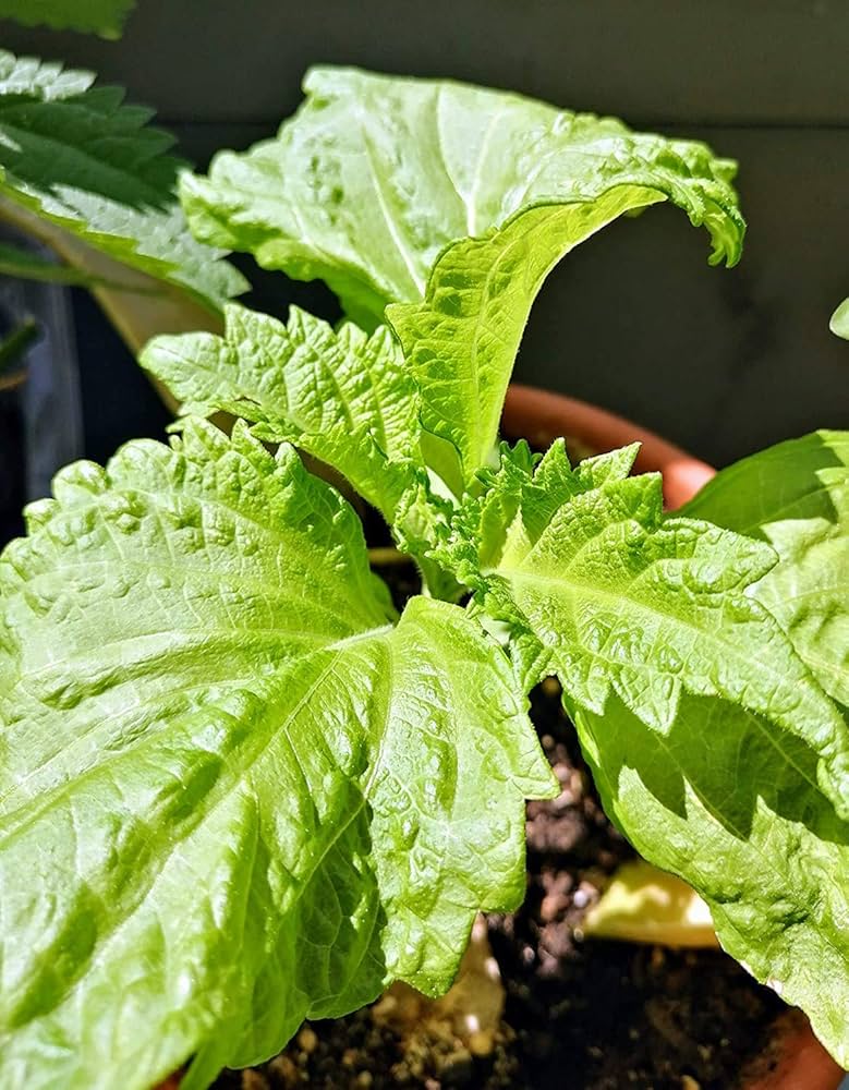 Perilla Frutescens Red Green Shiso Seeds Perilla frutescens for Planting in Herb Garden and Balcony Pots - Evergrowseeds