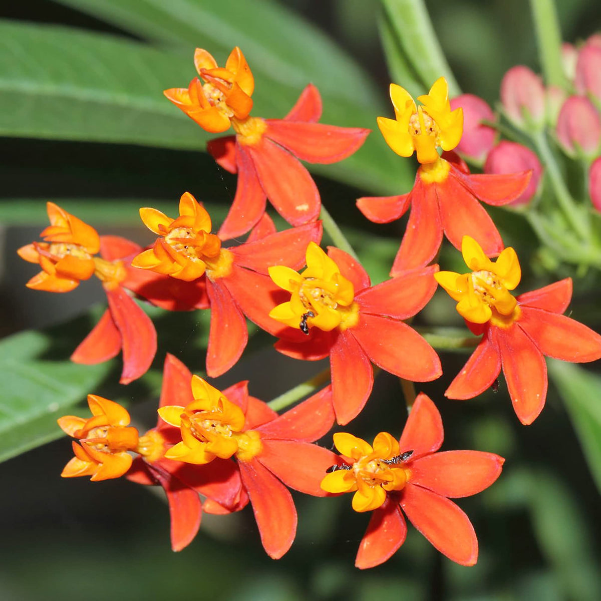 Asclepias Curassavica Flower seeds for Planting - Colorful Display, Heirloom & GMO Free Seeds for Home Garden
Sale seeds for planting in home garden