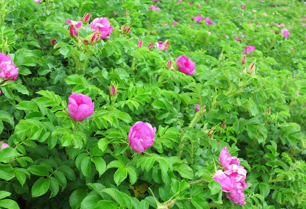 Kartoffelrose Flower seeds blooming in flower beds, containers, borders, and pollinator-friendly gardens