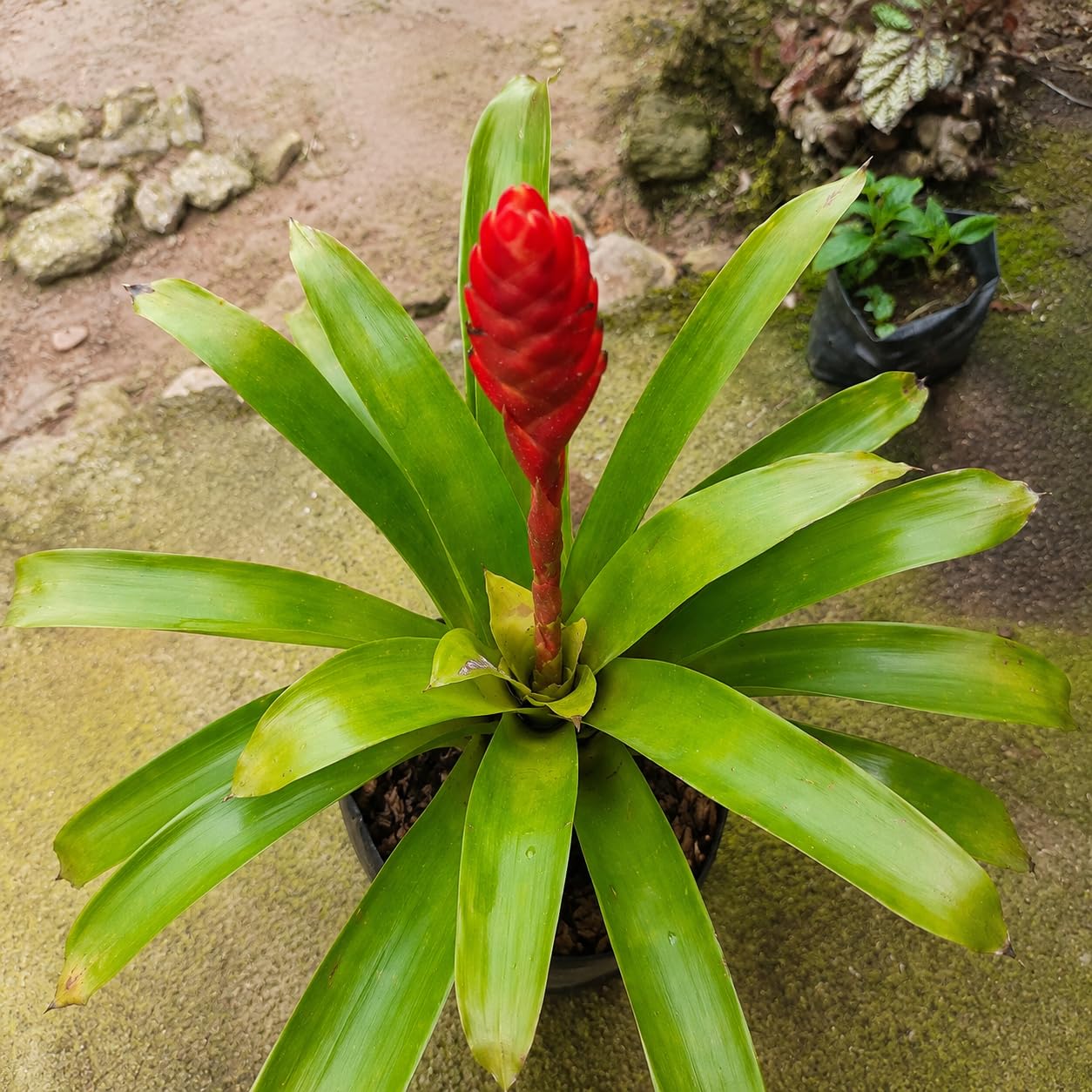 Red Bromeliad Plant Seeds for Colorful Indoor & Outdoor Planting