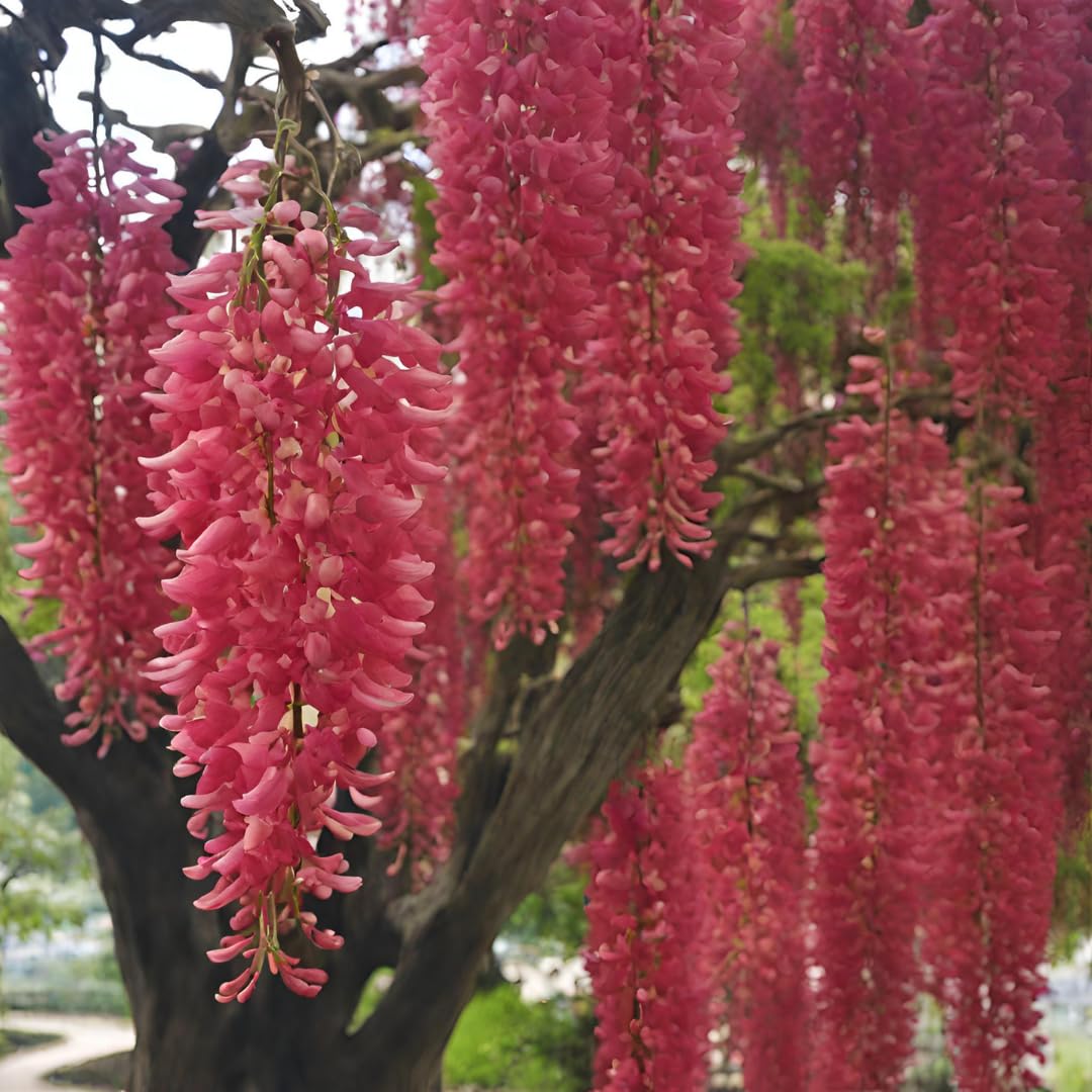 Red Wisteria Wisteria sinensis for planting in flower fence