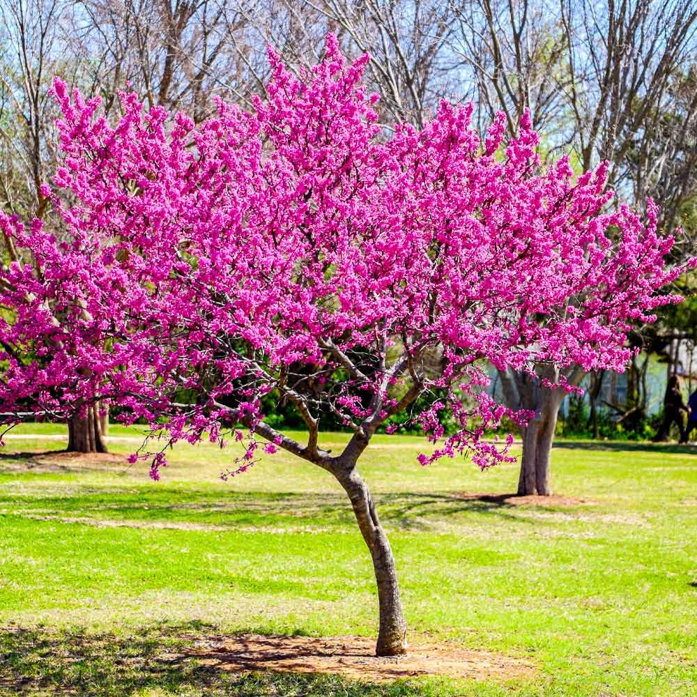 Eastern Redbud Tree Seeds for Planting Cercis Canadensis native garden flowering tree row