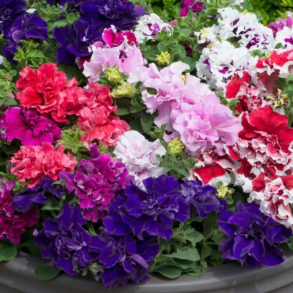 Mixed Double Petunia Flower Seeds for Planting Heirloom NONGMO Vibrant Garden Blooms
Sale