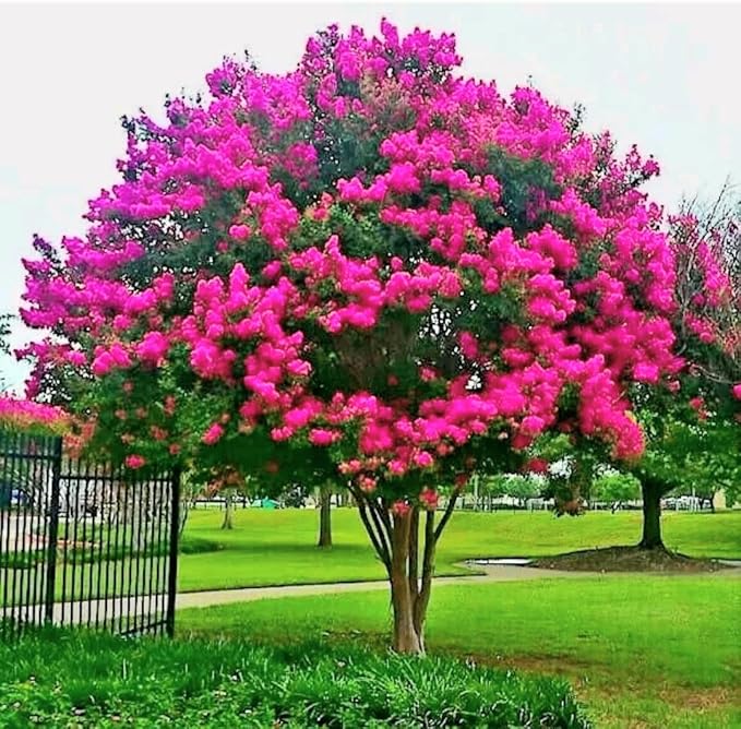 Crepe Myrtle Tree Seed for Plantings for Planting (Lagerstroemia Indica) for Stunning Flowering Trees Heirloom Non-GMO S