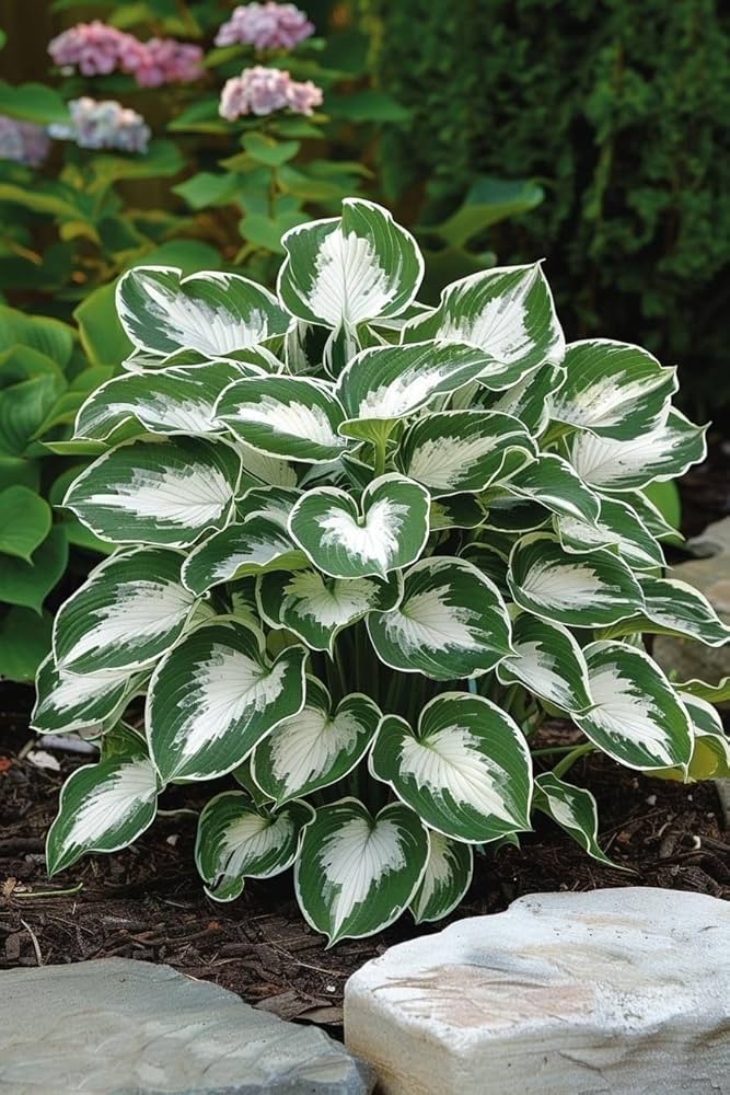 Hosta Lily Seeds for Planting Hosta spp. for shade gardens and ornamental flower beds