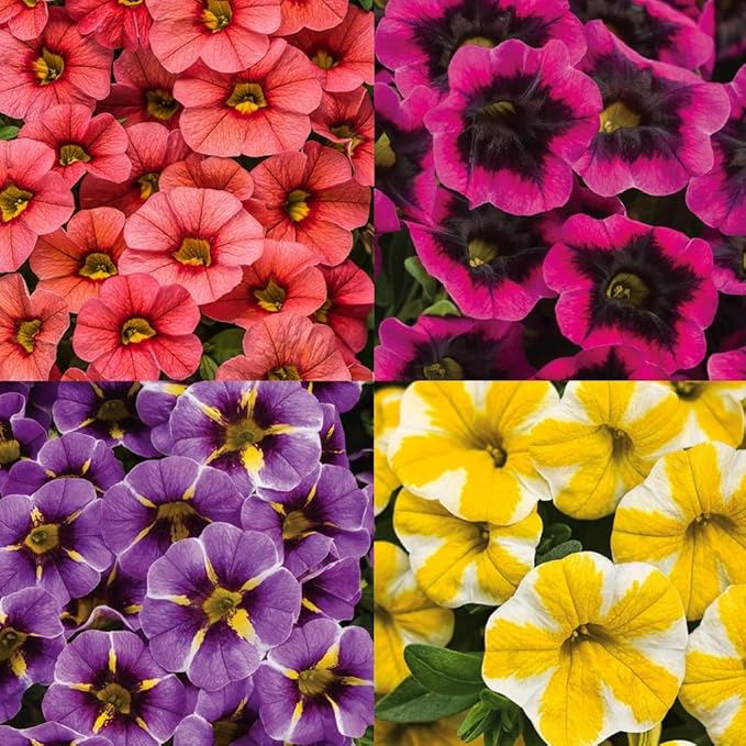 Mixed Petunia Violacea Flower Petunia violacea Seeds for Planting in Flower Bed & Garden