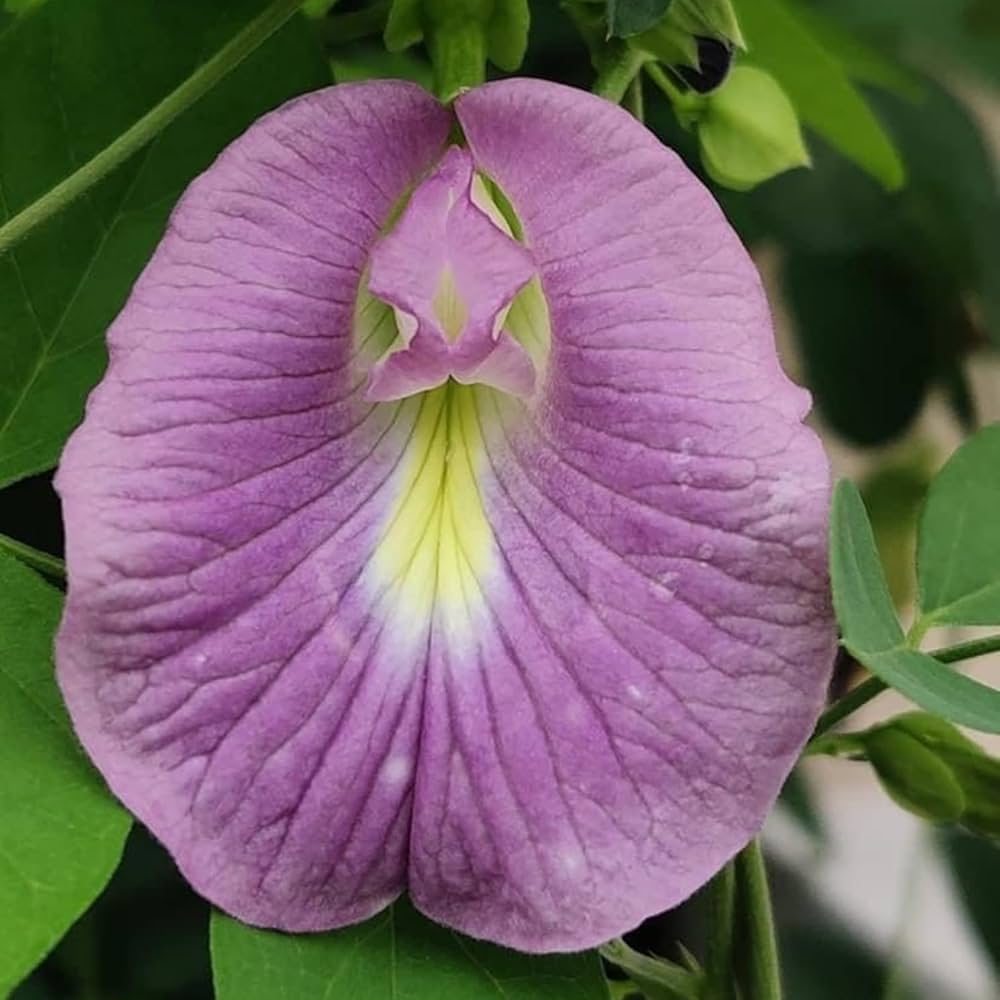Shankhapushpam Clitoria ternatea Seeds for Planting in Herbal Garden and Flower Bed
