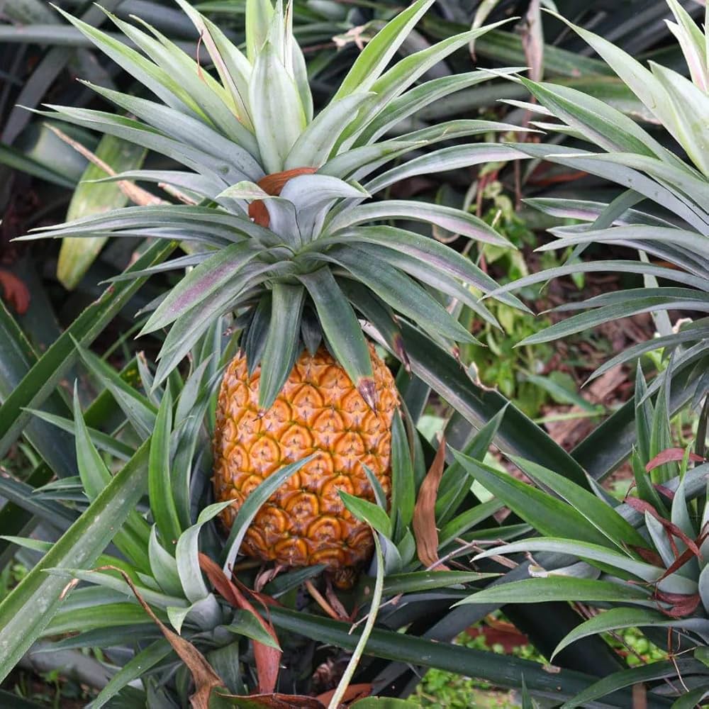 Yellow Pineapple Fruit Seeds Planting