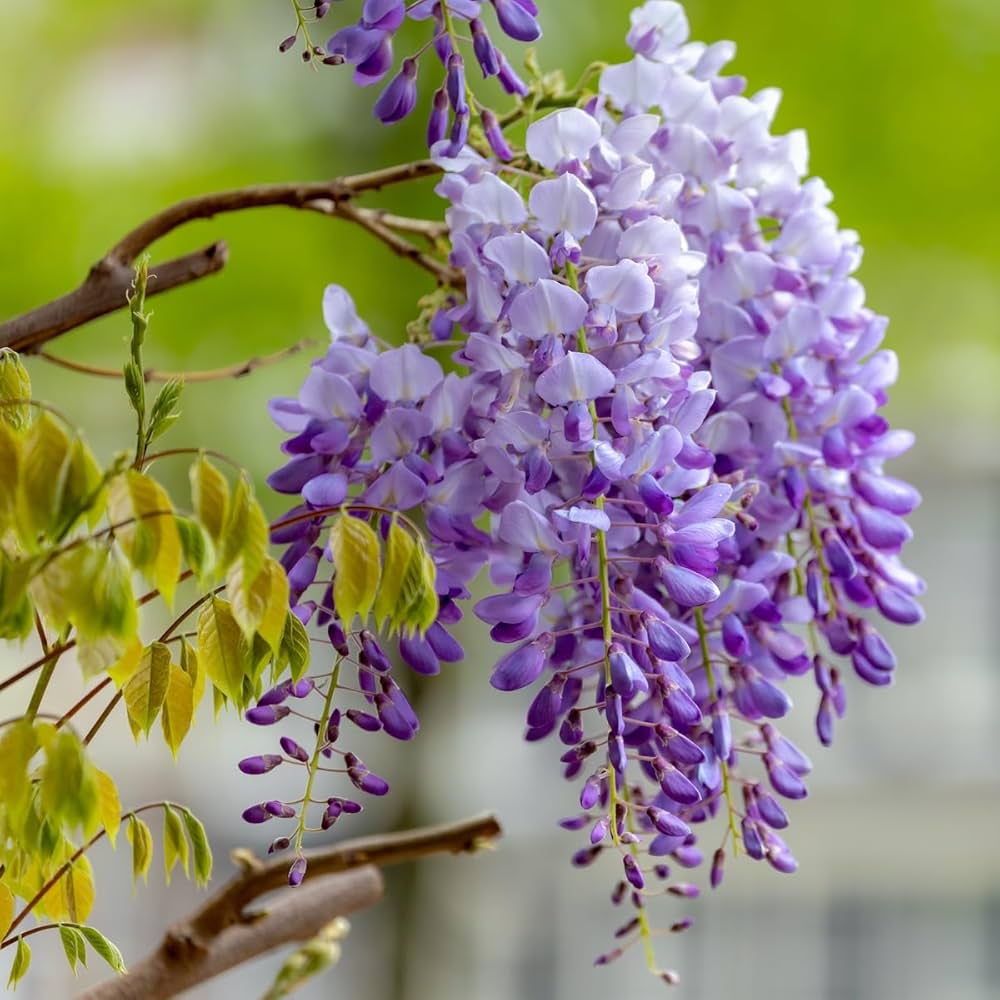 Beautiful Purple Wisteria Vine Seeds – Fragrant, Cascading Purple Flowers for Gardens and Arbors
