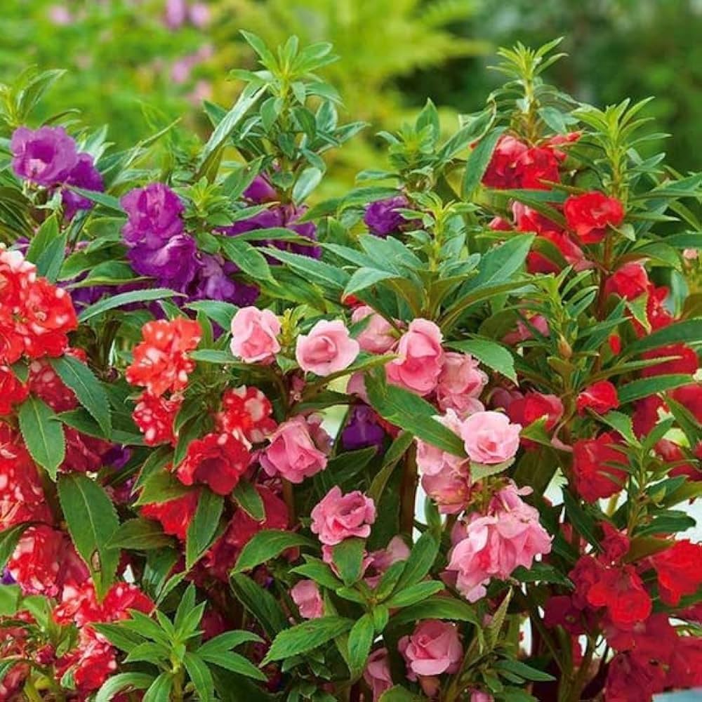 Balsamine Flower seeds for Planting Hardy Variety Heirloom & GMO Free Seeds for Home Garden