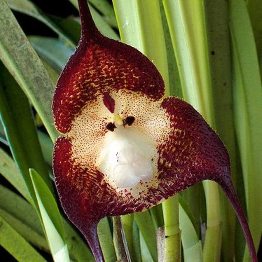 Monkey Face Orchid Dracula simia Seeds for Planting in Orchid Garden