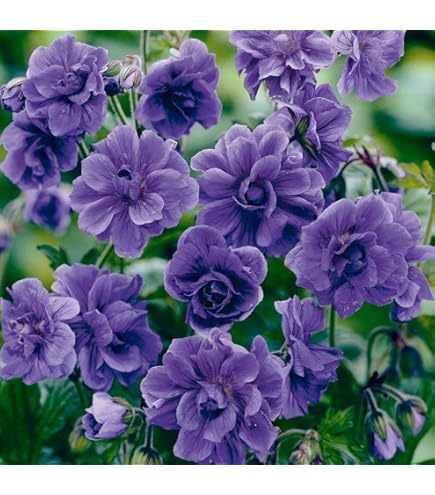 Blue Univalve Geranium Flower Seeds for Planting Premium Quality Heirloom & GMO Free Seeds for Home Garden
Sale