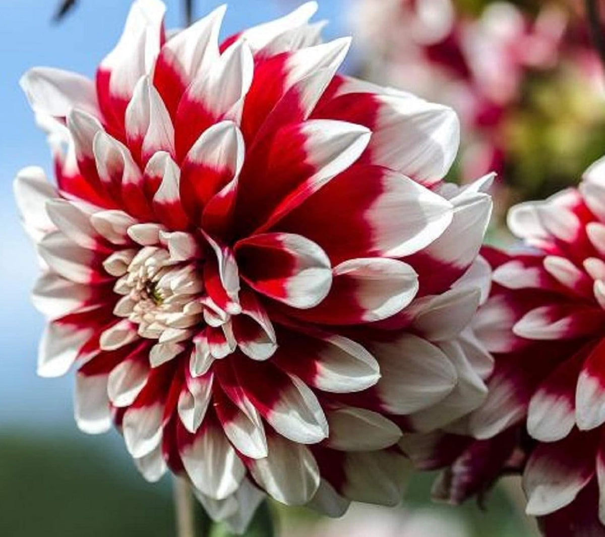 White and Red Chrysanthemum Flower seeds for Planting - Fragrant Blossoms, Heirloom & GMO Free Seeds for Home Garden
Sale seeds for planting in home garden