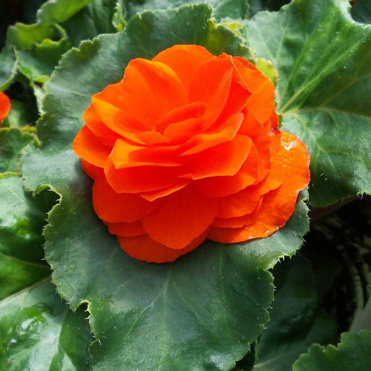 Orange Begonia Flower seeds blooming in flower beds, containers, borders, and pollinator-friendly gardens