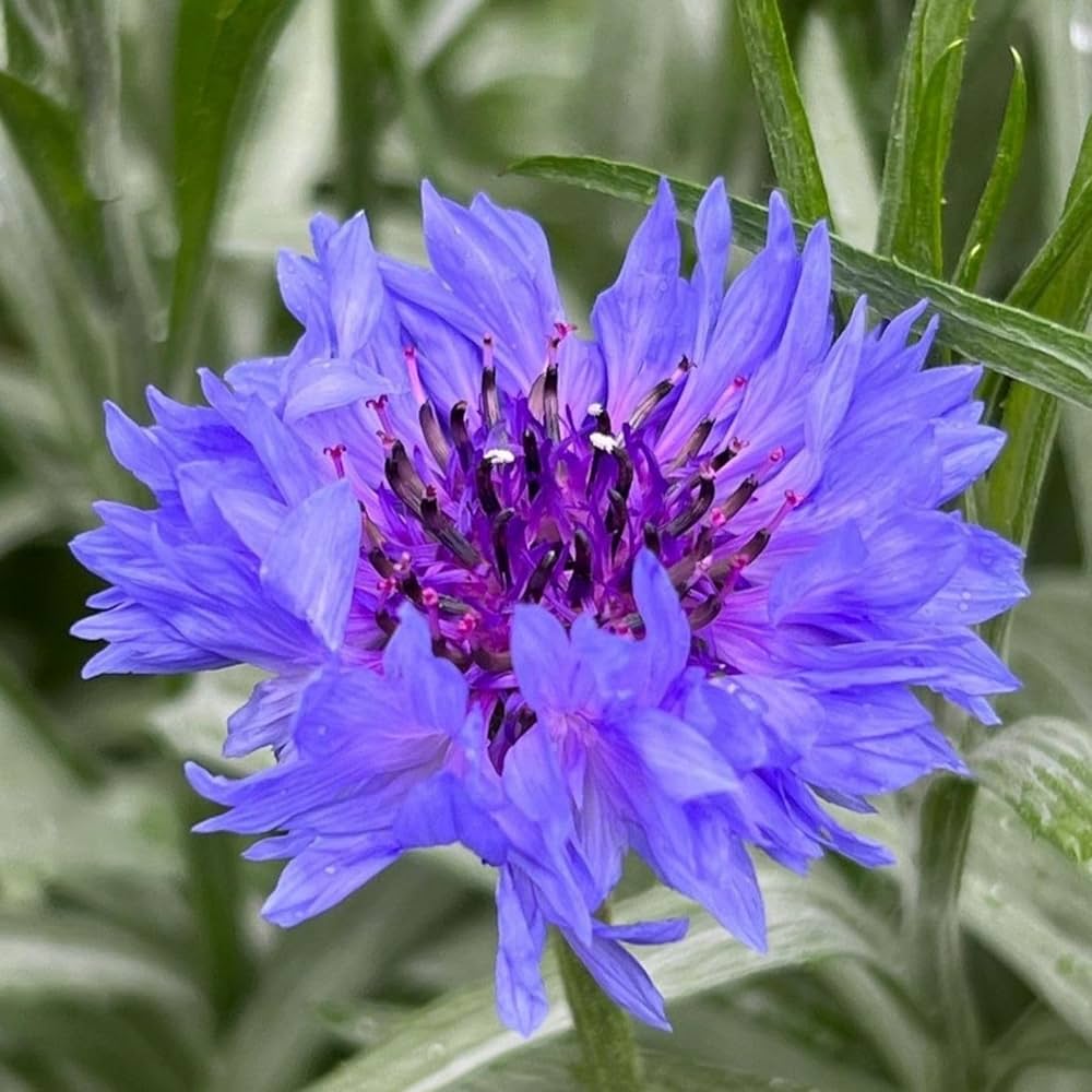 Blue Centaurea Montana Flower seeds for Planting - Fragrant Blossoms, Heirloom & GMO Free Seeds for Home Garden