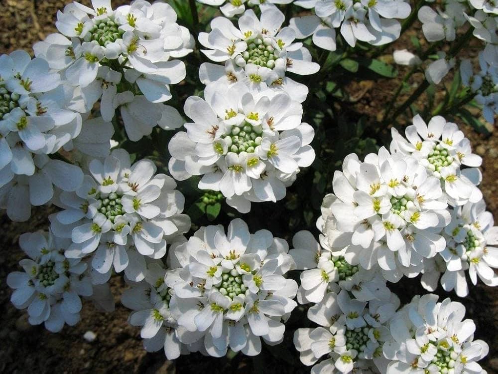 Candytuft Seeds for Planting Iberis sempervirens for flower beds and edging