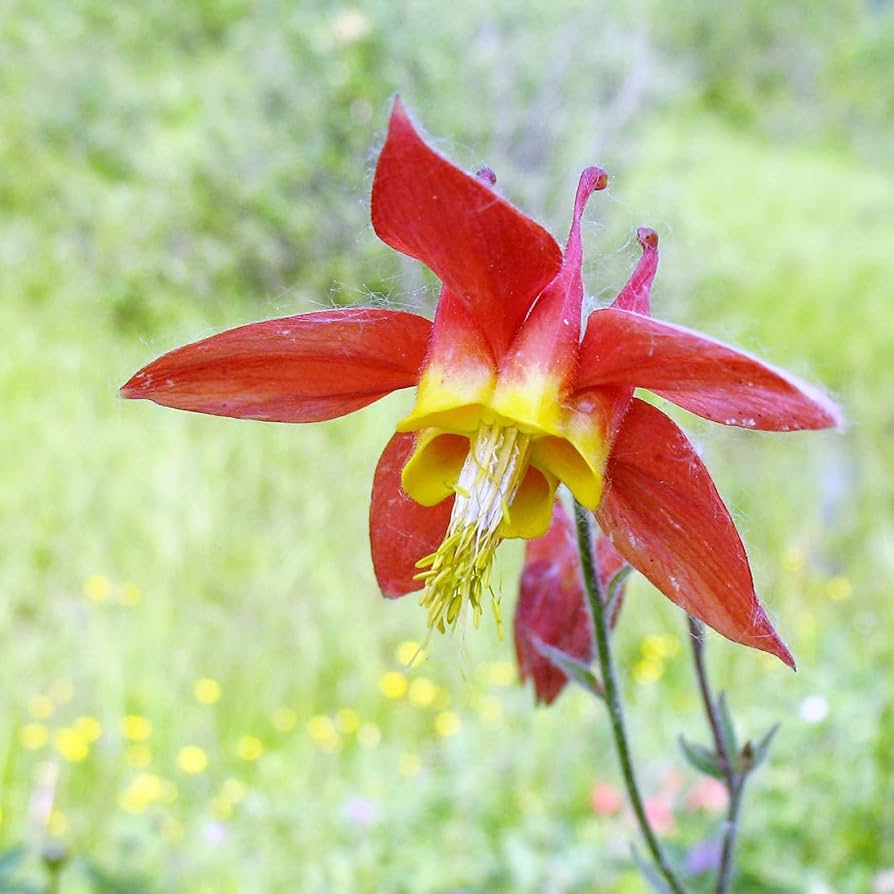 Red Aquilegia Canadensis Flower seeds blooming in flower beds, containers, borders, and pollinator-friendly gardens