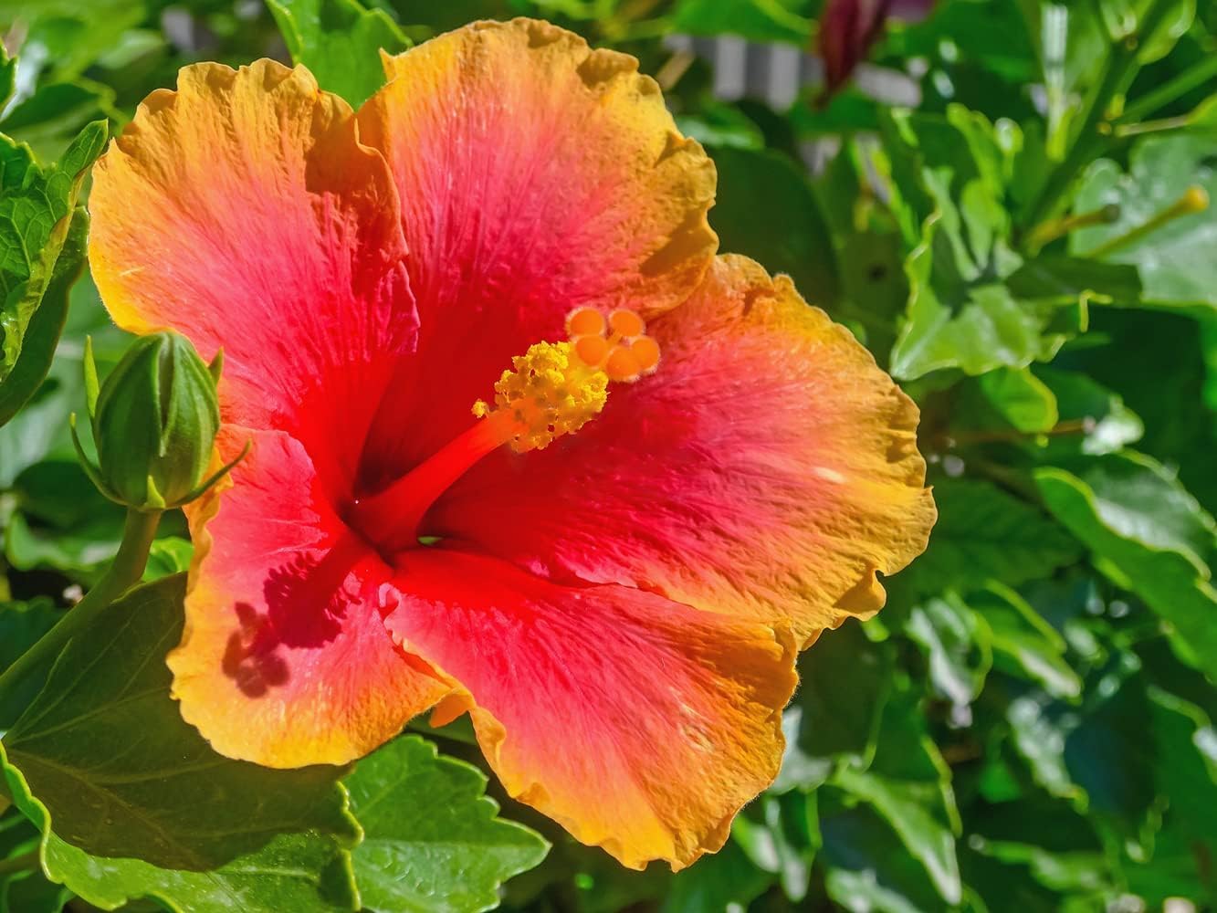 Mischfarbe Hibiskus Hibiscus rosa-sinensis Flower Seeds for Planting in Flower Bed