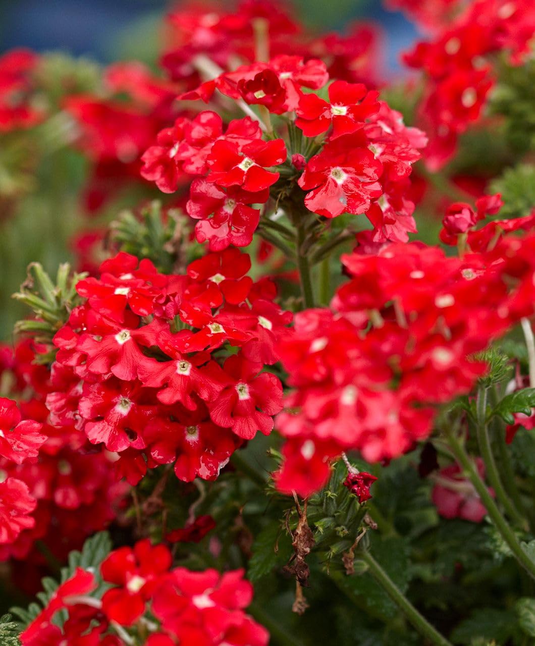 Red Achillea Flower seeds for Planting - Colorful Display, Heirloom & GMO Free Seeds for Home Garden