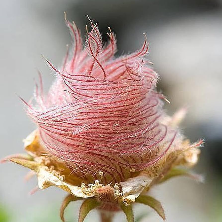 Triflorum Flower seeds for Planting - Long Bloom Season, Heirloom & GMO Free Seeds for Home Garden
Sale seeds for planting in home garden