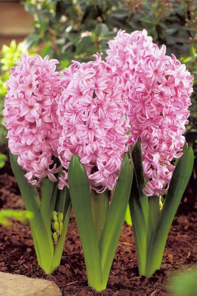 Baby Pink Hyacinth Flower seeds for Planting - Shade Tolerant, Heirloom & GMO Free Seeds for Home Garden