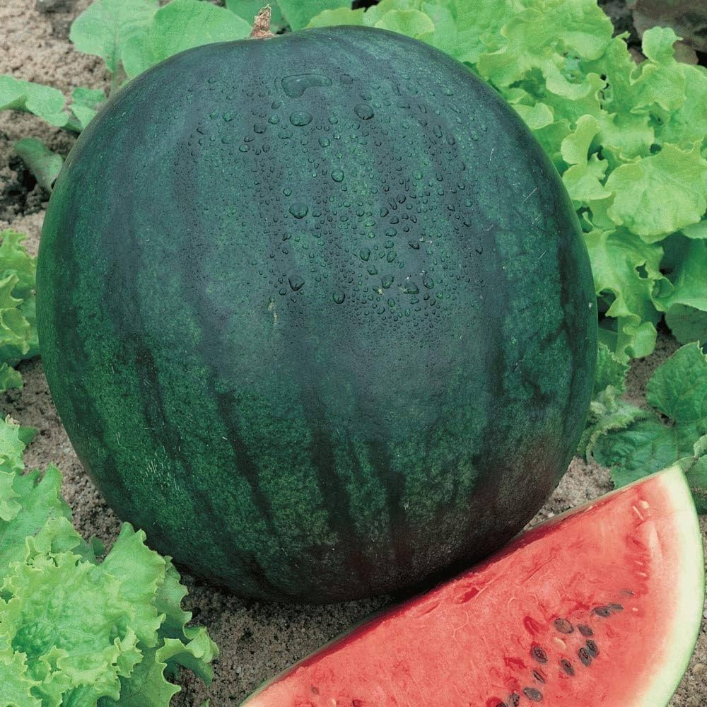 Baby Sugar Watermelon Citrullus lanatus Seeds for Planting in Vegetable Patch & Home Garden