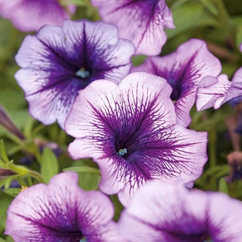 Tritunia Purpurner Sterne Petunia Seeds for Planting Purple Garden Blooms