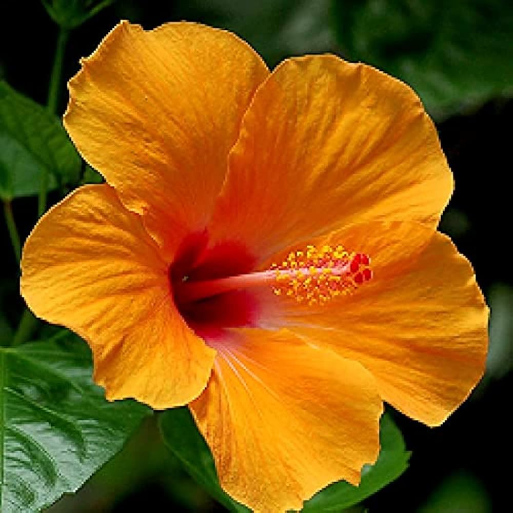 Dark Orange Hibiscus Flower seeds for Planting Long Bloom Season Heirloom & GMO Free Seeds for Home Garden
Sale