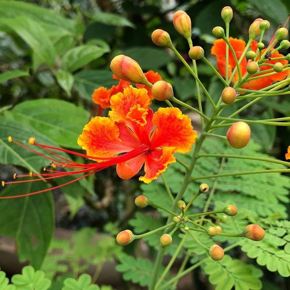 Caesalpinia Flower seeds for Planting Seasonal Bloomer Heirloom & GMO Free Seeds for Home Garden