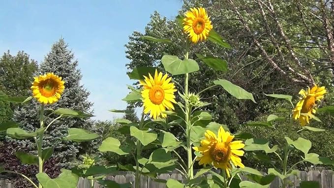 Mammoth Sunflower Seeds for Planting flower bed