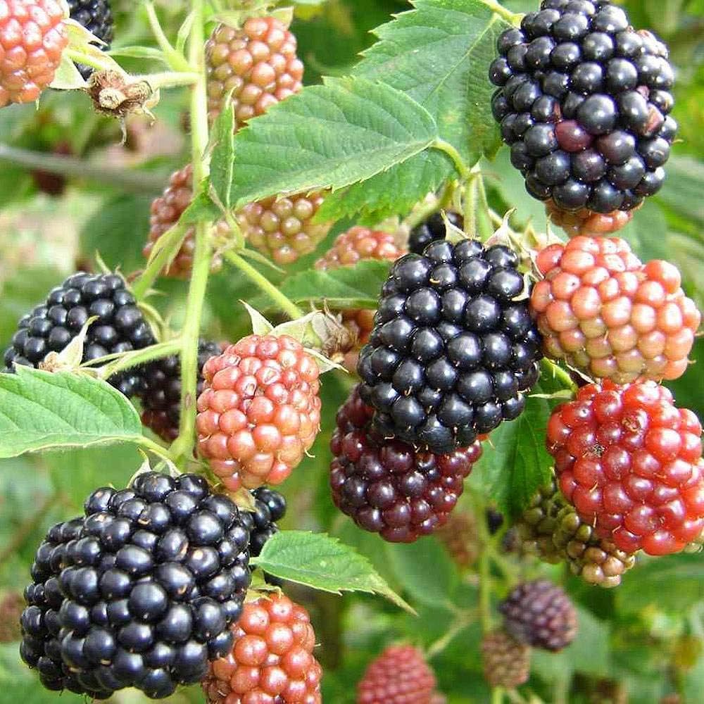 Sweet Harvest Seeds: Berry Fruit Planting Pack