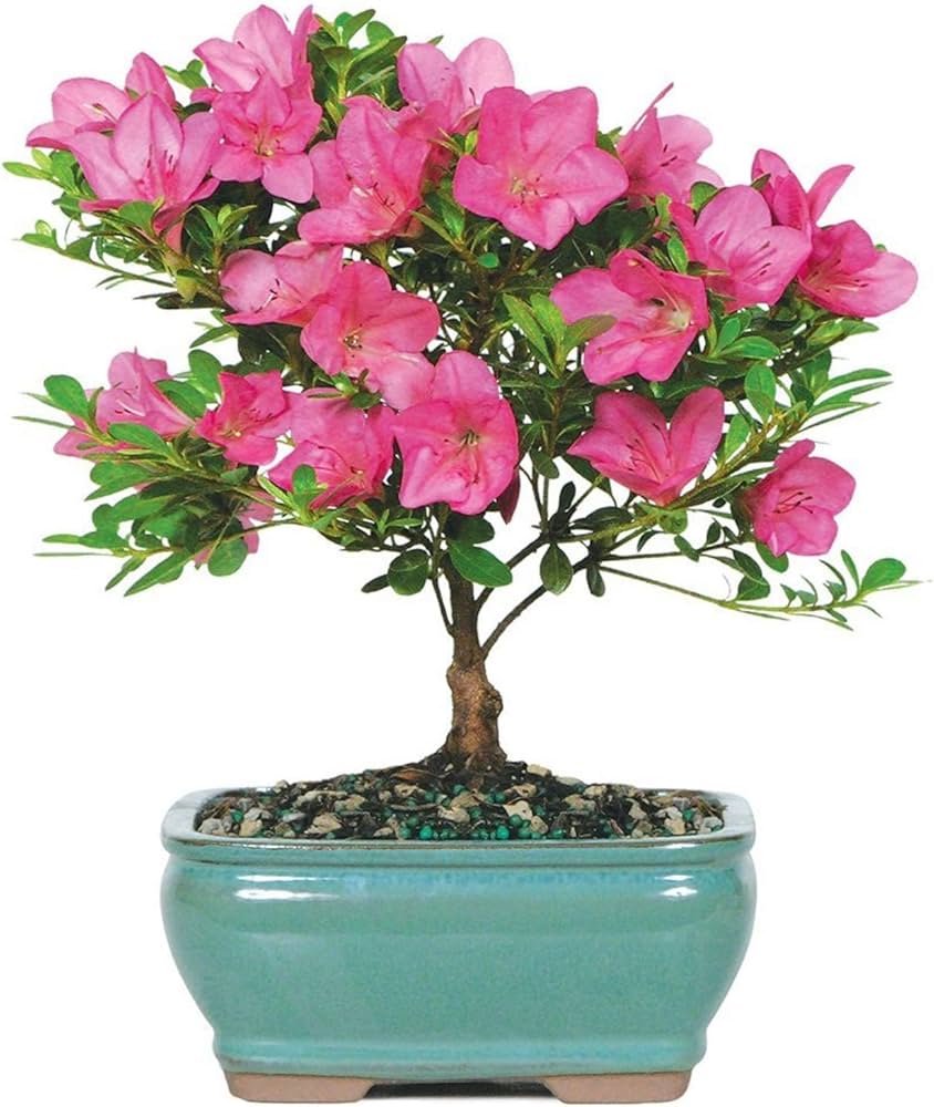 Japanese Azalea Rhododendron indicum Bonsai Flower Seeds for Planting in Container Garden