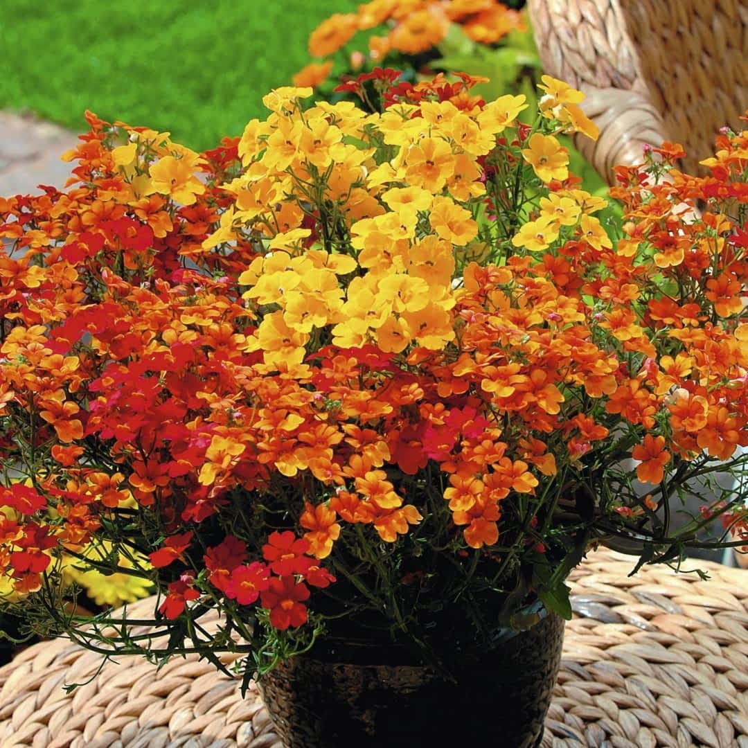 Nemesia Masquerade Seeds – Colorful Bi-Color Annual Garden Flowers