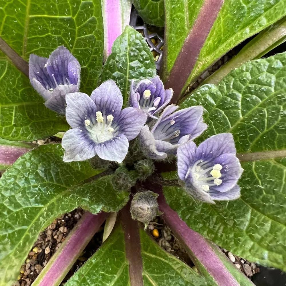 Mandragora Seeds for Planting in Herb Garden