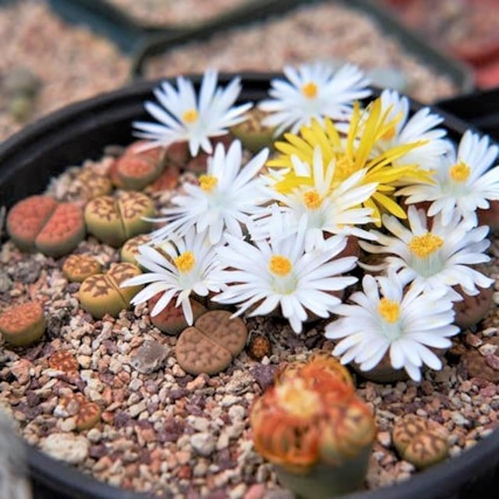 Lithops Seeds – Tetragonia Blue Stone Succulent Flower Seeds