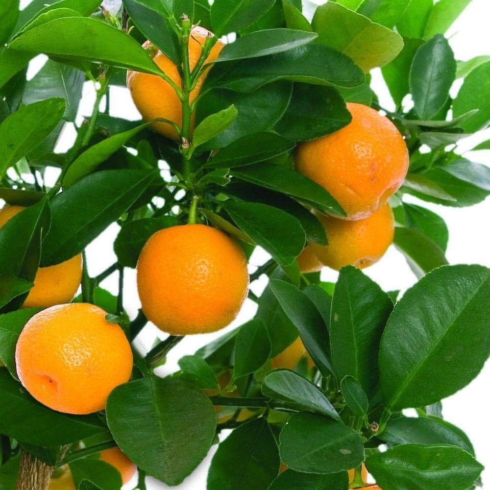Orange Fruits Seeds - Perfect for Planting and Growing
