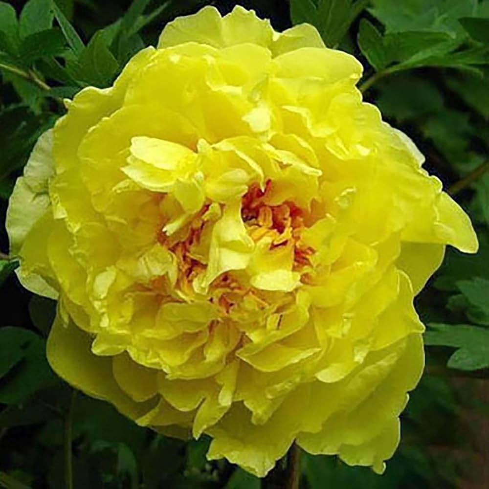 Peony Paeonia officinalis Seeds for Planting in Flower Bed and Urban Garden