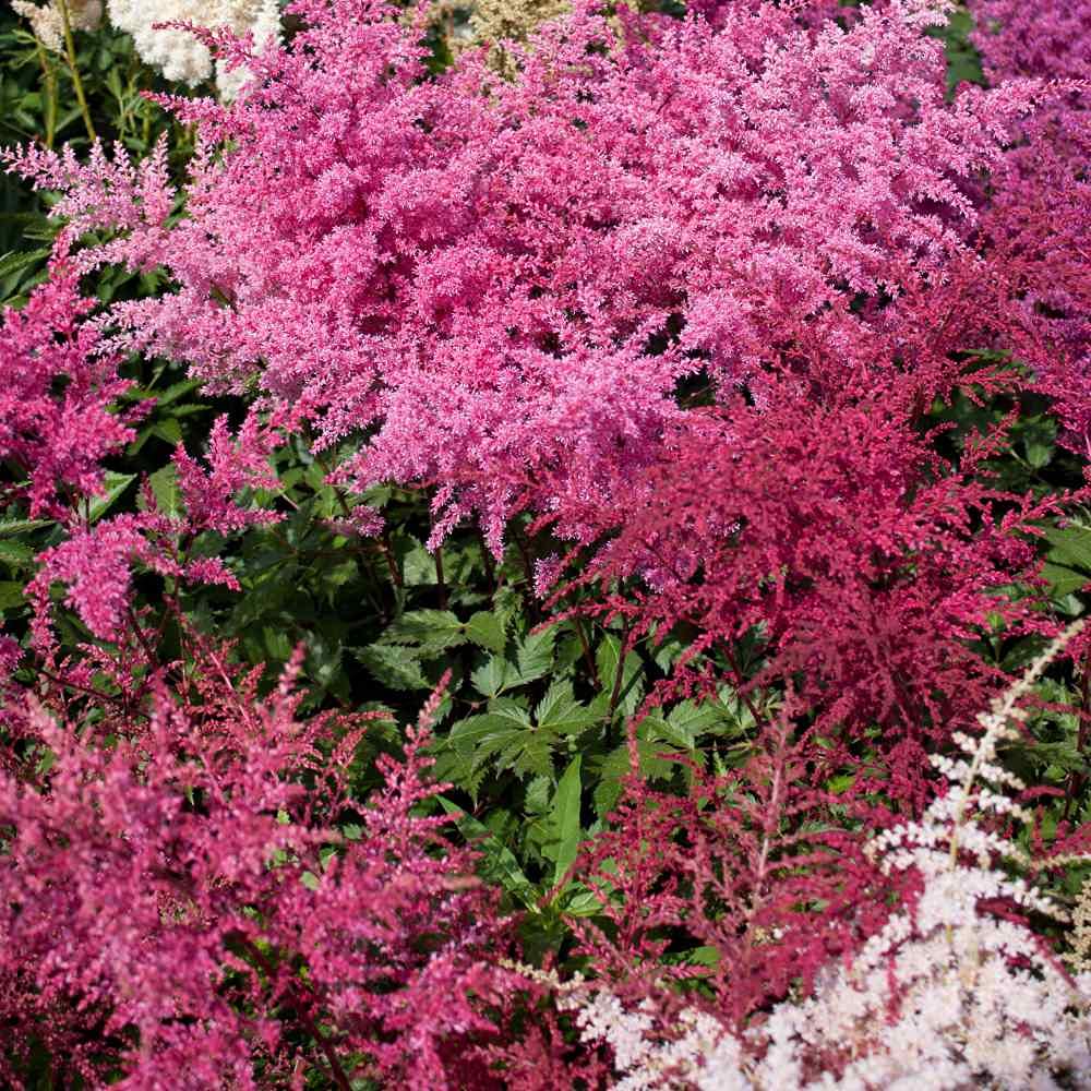 Astilbe Astilbe Flower Seeds for Planting in Flower Bed & Garden