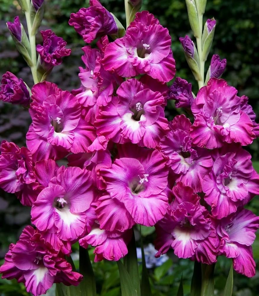 White Purple Gladiolus Flower seeds for Planting - Perfect for Borders, Heirloom & GMO Free Seeds for Home Garden