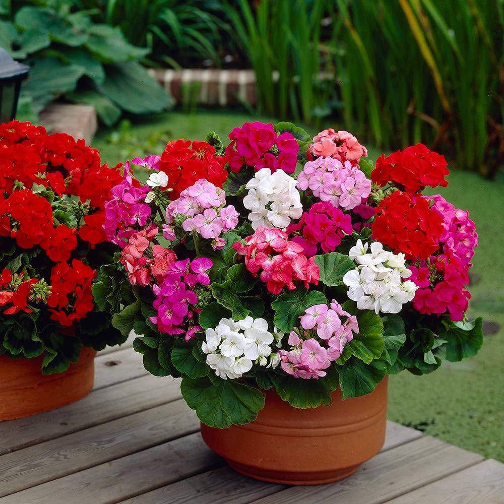 Mixed Geranium Seeds for Vibrant Garden Flowers