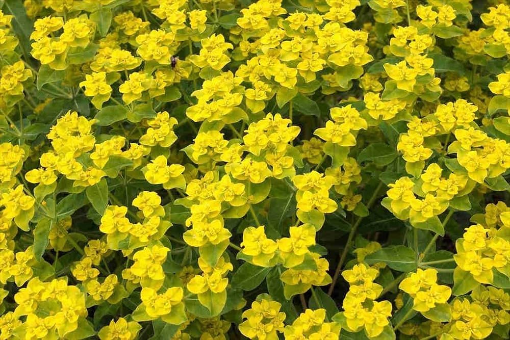 Euphorbia Lathyris Flower seeds blooming in flower beds, containers, borders, and pollinator-friendly gardens