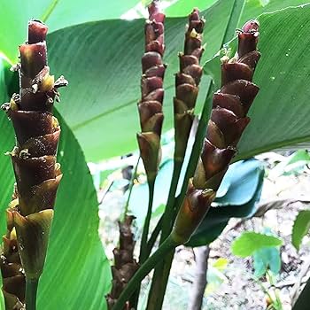 Brown Calathea Lutea Flower seeds for Planting - Drought Tolerant, Heirloom & GMO Free Seeds for Home Garden
Sale seeds for home garden