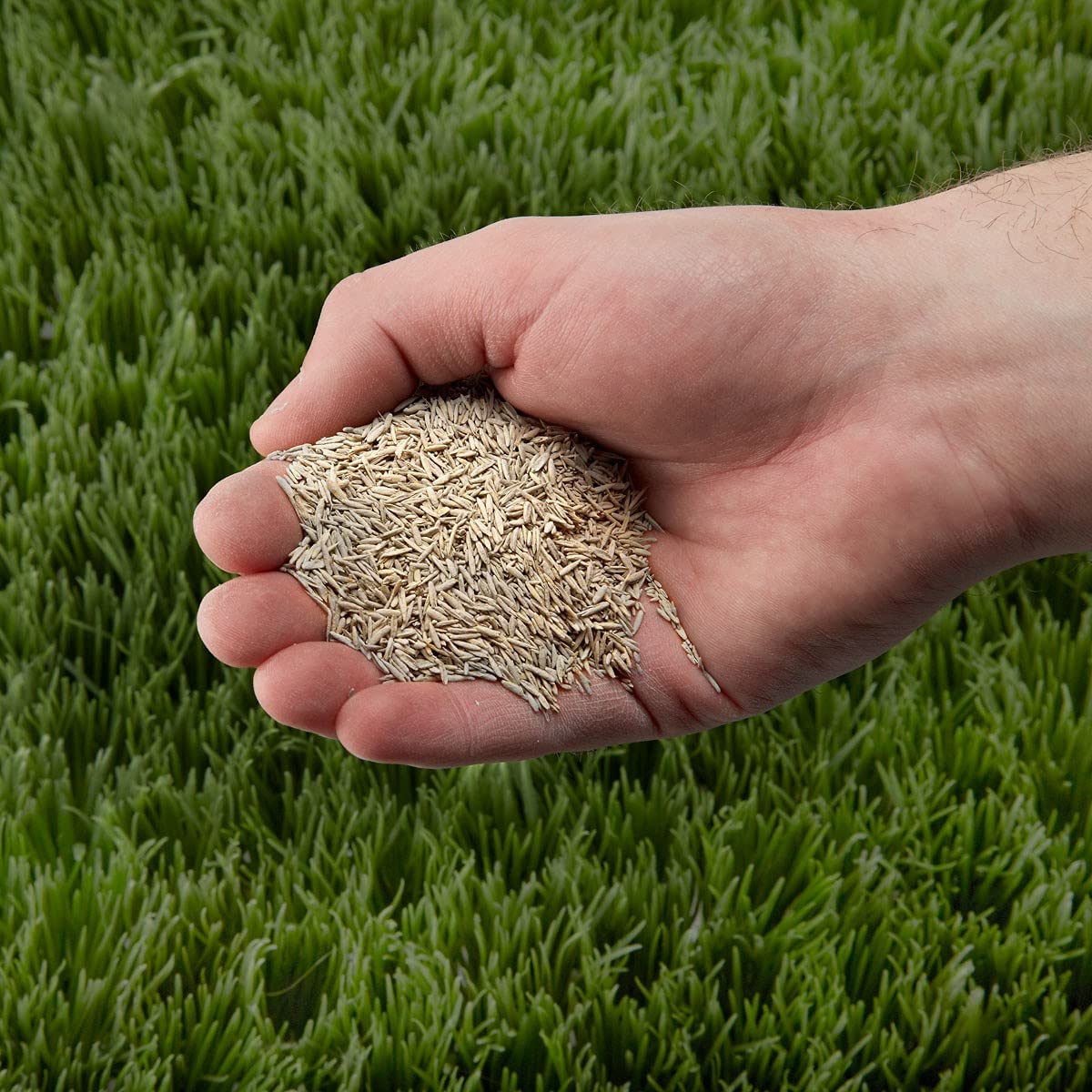 Bermuda Grass Cynodon dactylon Seeds for Planting in Lawn and Garden