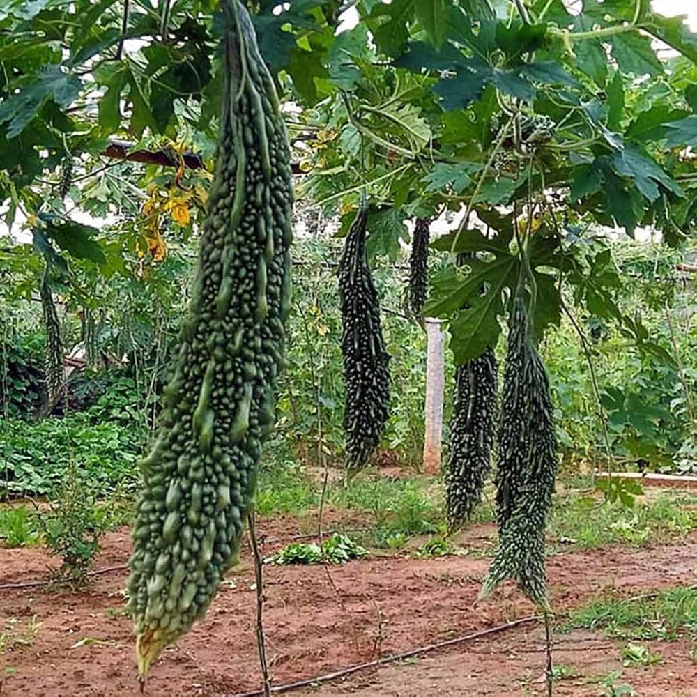 Bitter Melon Seeds for Planting Momordica charantia for urban gardens and raised beds