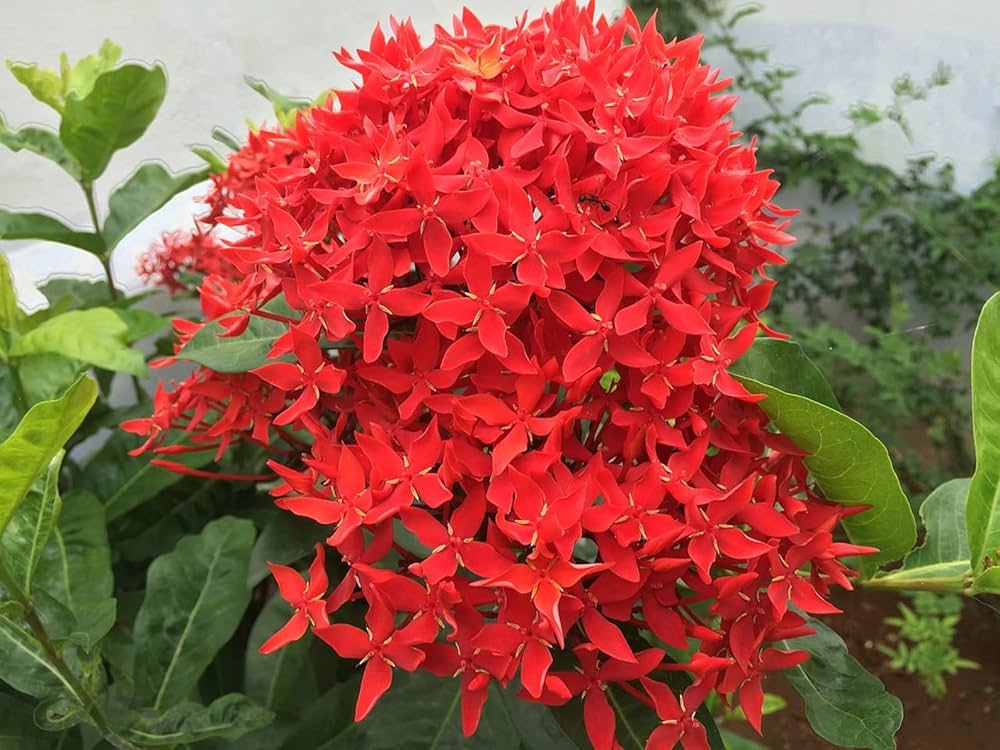 Coccinea Flower seeds for Planting - Low Maintenance, Heirloom & GMO Free Seeds for Home Garden