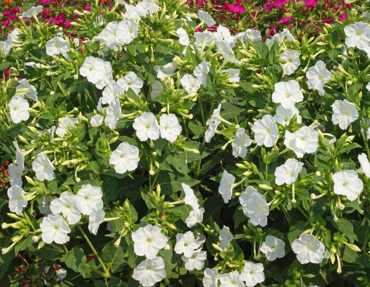 White (White Mirabilis) seeds for planting in home garden