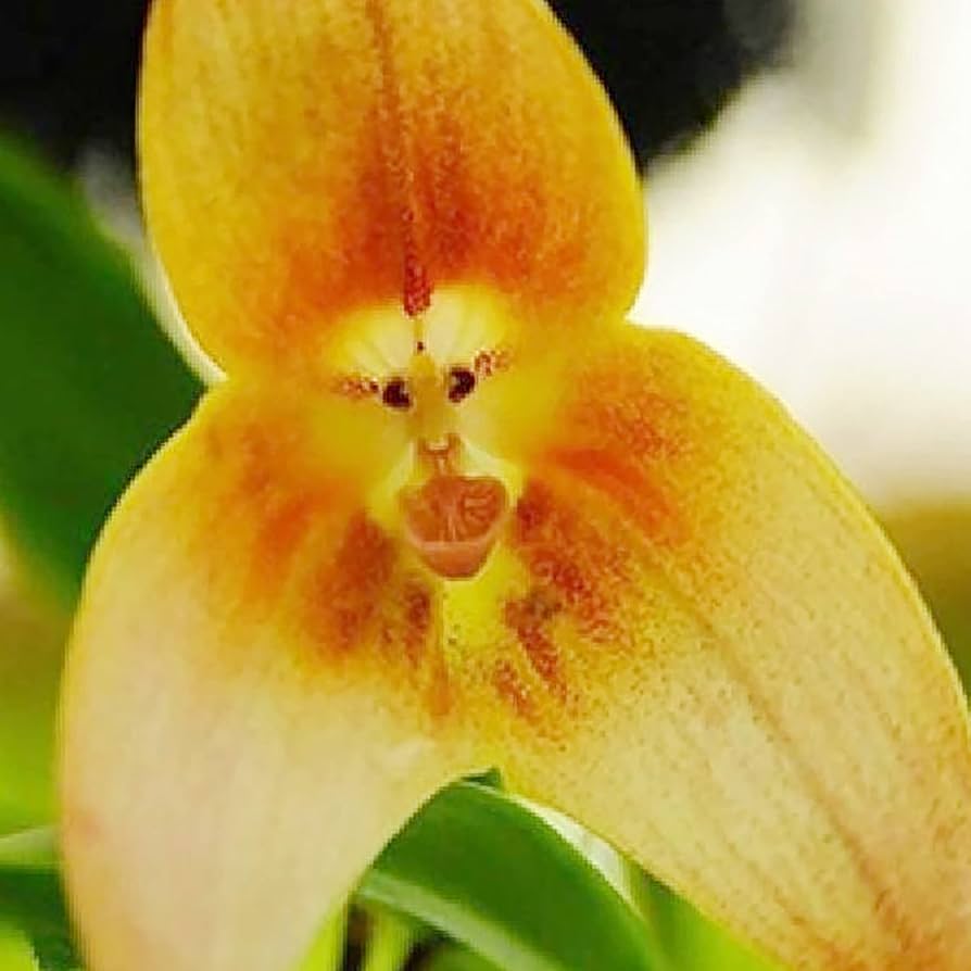 Dracula Orchid Seeds for Planting Dracula spp. for tropical gardens and orchid collections