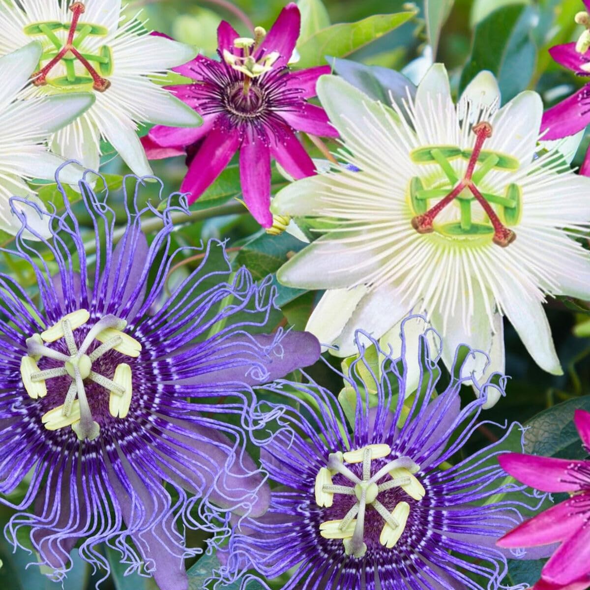 Mixed Colour Passion Flower Seeds for Planting Hardy Variety Heirloom & GMO Free Seeds for Home Garden
Sale